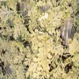 Leaves showing deficiency